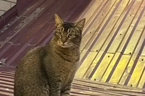 Найдена кошка, Волгоград, фото: Кошка найдена: ул. Глазкова 23, Волгоград