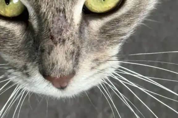 Кошка найдена: 2-й Сетуньский пр-д, 12 к2