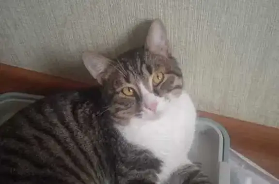 Кошки потеряшки, Астрахань, фото: Потеряшка кошка, ул. Звёздная 57 к1