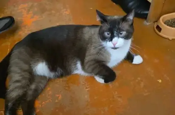 Кошки потеряшки, Волгоград, фото: Потеряшка кошка, Тарифная ул. 23, Волгоград