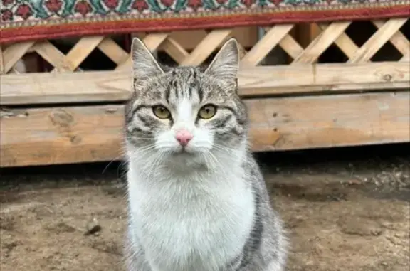 Пропала кошка, Учалы, Башкортостан