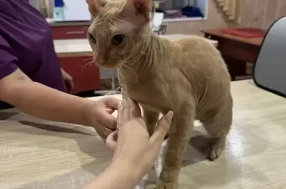 Найдена кошка, ул. Эшпая 116, Йошкар-Ола