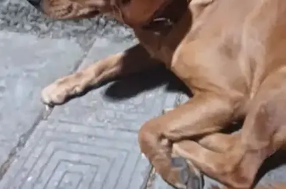 Найдена собака, Ставропольский край, фото: Собака найдена: Переулок Малиновского 9