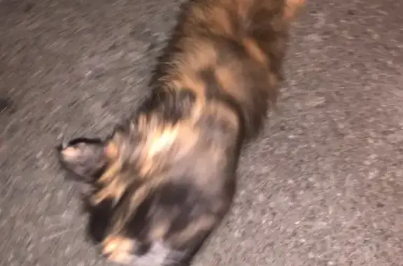 Кошка найдена у пр. Космонавтов, 52 к2