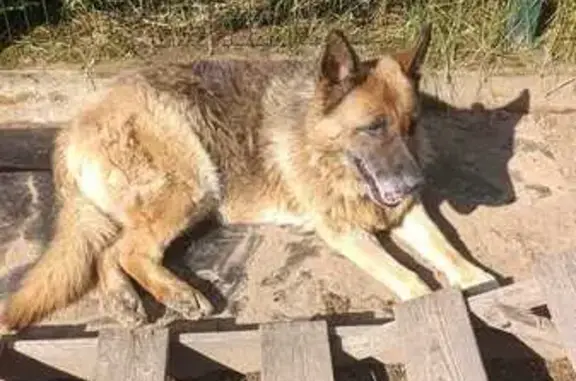 Найдена собака на ул. Полевая, Аро