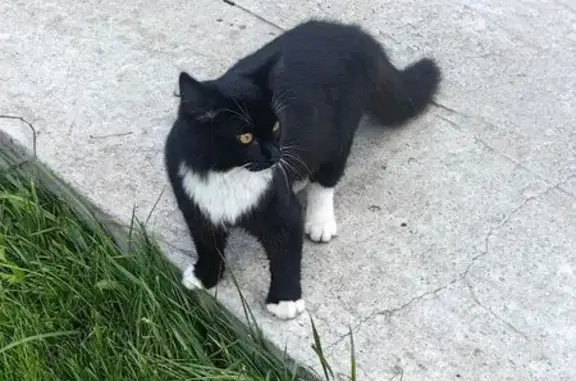 Найдена кошка, ул. Чехова, Балашиха