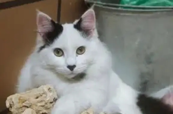 Пропал кот, ул. Кирова 65, Владимировка