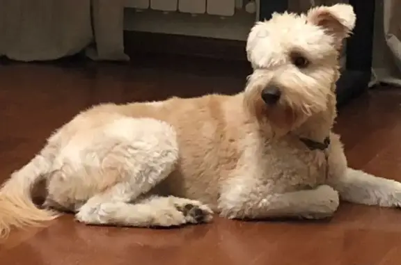 Собаки потеряшки, Кострома, фото: Потеряшка собака на Широкой, 48, Кострома