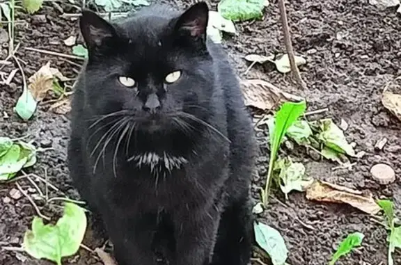 Красивая кошка у Белы Куна, 19 к1, СПб