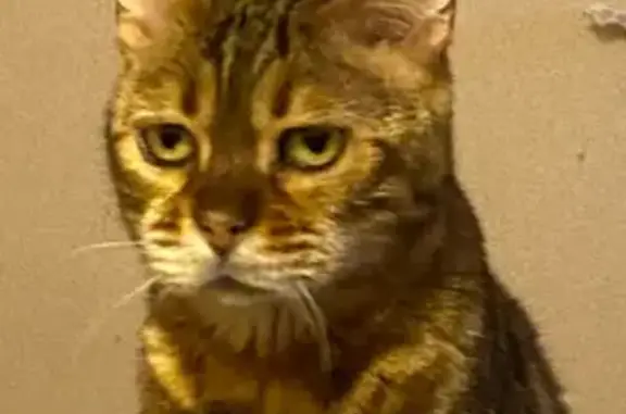 Пропала кошка, Куйвозовское СП, Ленобласть