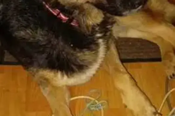 Пропала овчарка, 5-я ул., 149, Балаклава