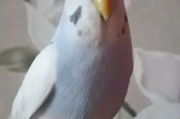 Пропал попугай, Зеленоград, пр. № 898