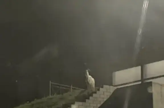 Объявления о пропавших и найденных животных, Электросталь, фото: Коза найдена у ММК, Московская область