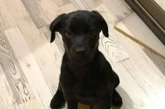 Щенок найден у пр. № 6146, Москва