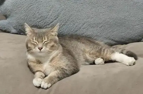 Найдена кошка у дома: Тайнинская 7/1