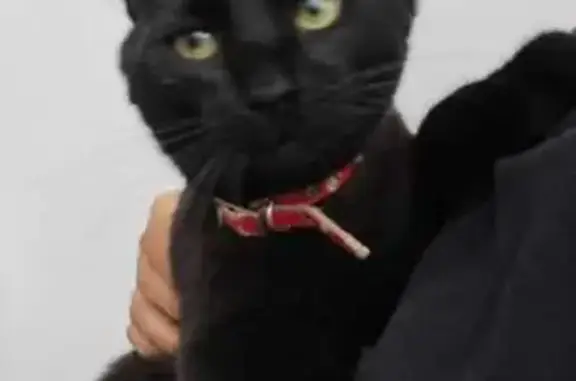 Найдена кошка, Казань, фото: Кошка найдена, Тэцевская ул., Казань