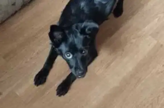 Собака найдена на ул. Комарова, Владивосток