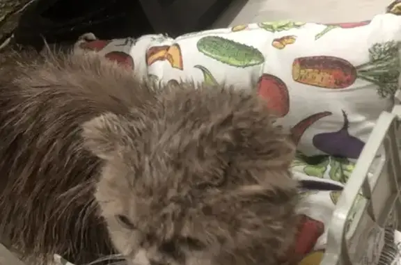 Найдена пепельная кошка, Краснодар