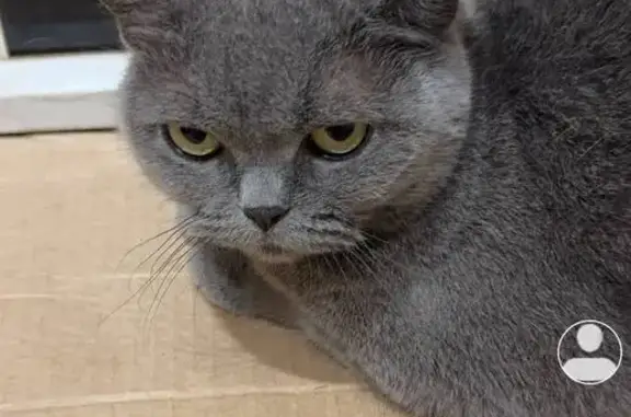 Пропала кошка на пл. Скворцова, 5, Чебоксары