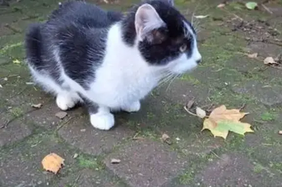 Найдена кошка, Ропшинское сельское поселение, фото: Кошка найдена: 14, Ропшинское СП