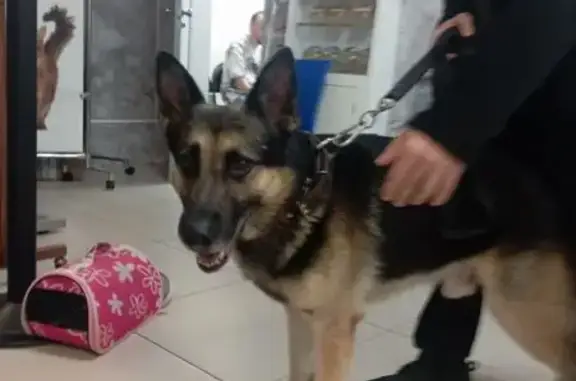 Найдена собака, Кусковский просек, Москва