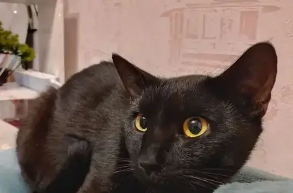 Найдена кошка, Воронеж, фото: Кошка найдена: Кольцовская 41, Воронеж