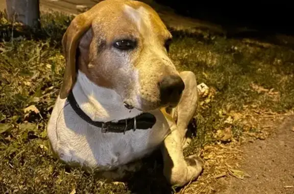 Найдена собака, Ставрополь, фото: Собака найдена, Чкалова, Ставрополь