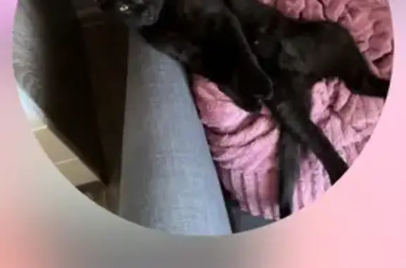 Кошки потеряшки, Каневская, фото: Потеряшка кошка, Хлеборобная 114, Каневская