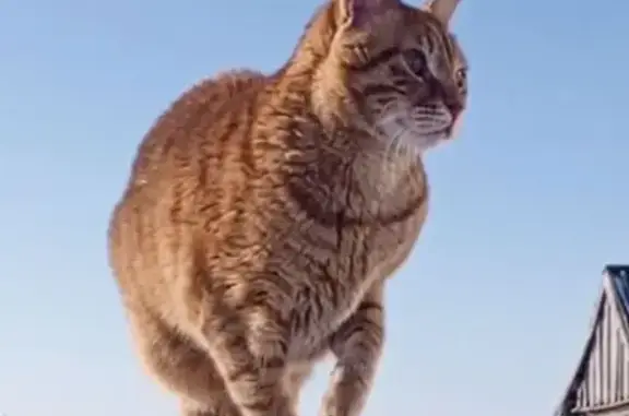 Пропала кошка, ул. Энергетиков, Бураево