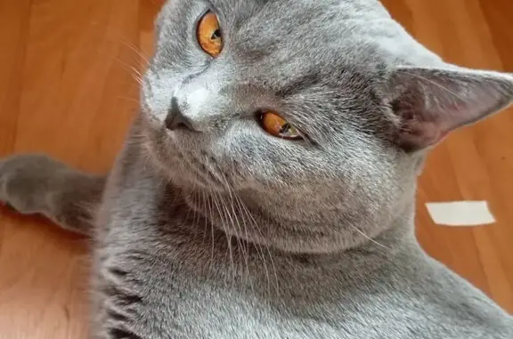 Пропала кошка, пр. Кораблестроителей, 33