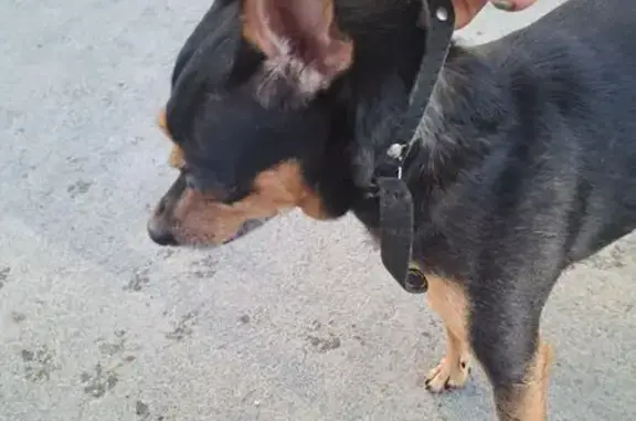 Той-терьер найден, Мусоргского 72/1, Владивосток