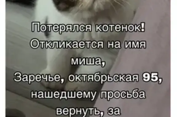 Пропала кошка на Октябрьской, Тула