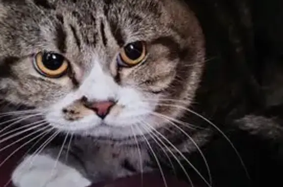 Найдена кошка, Иркутск, фото: Кошка найдена, Волгоградская ул., Иркутск