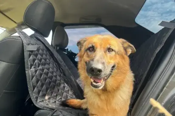 Пропала овчарка, ул. Суворова, Томск