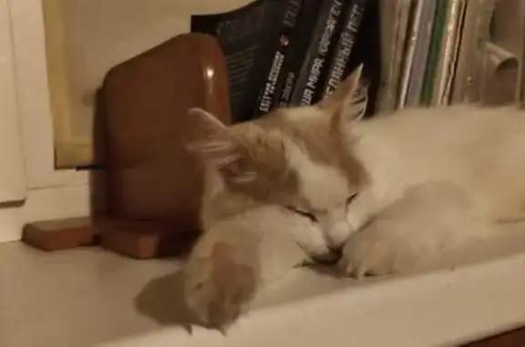 Объявления о пропавших и найденных животных, Приморский край, фото: Пропала кошка в Суходоле, Приморье