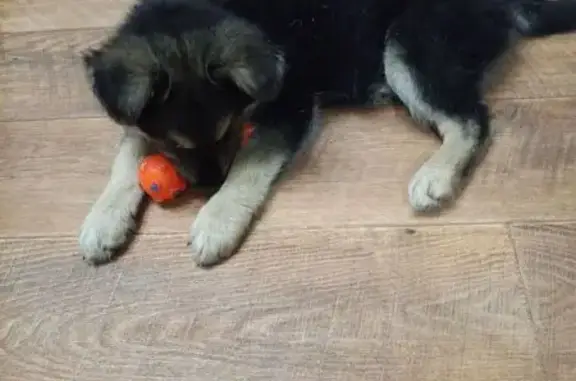 Щенок найден в СО «Сокольники», Ульяновск