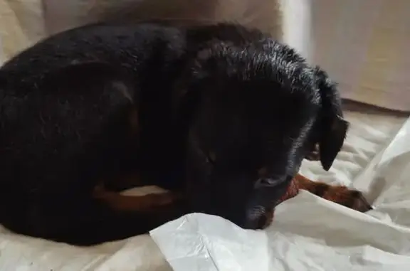 Щенок найден: Волгоградский проспект 122