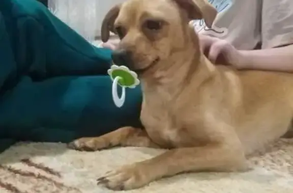 Собаки потеряшки, Пермский край, фото: Потеряшка собака в Кунгуре, Пермский край