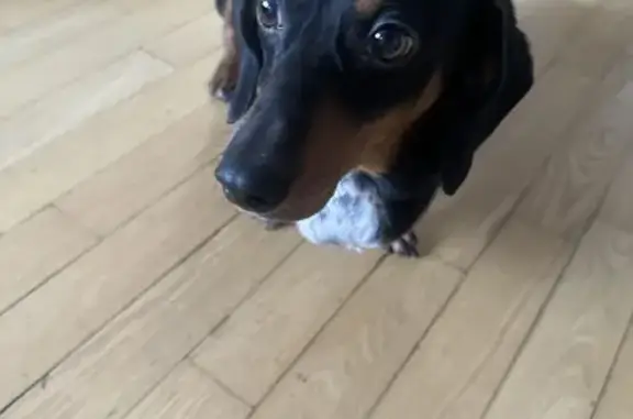 Найдена такса, ул. Пилюгина 14к3, Москва