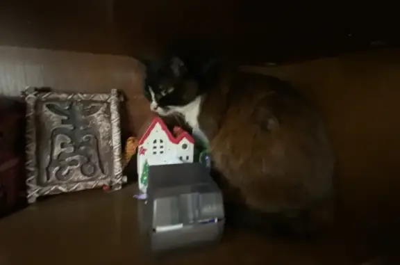 Пропала кошка Даша, Удмуртия