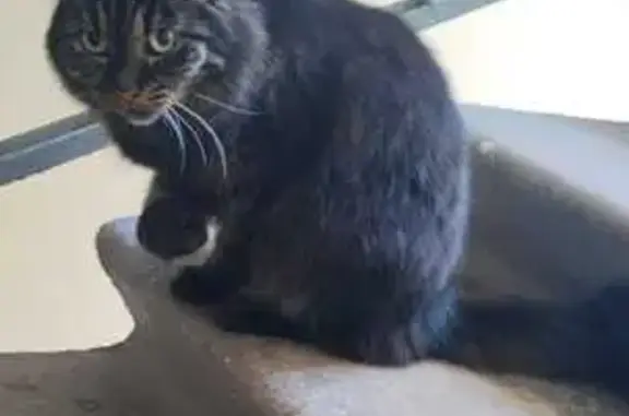 Найдена кошка, Полюстровский пр., 15