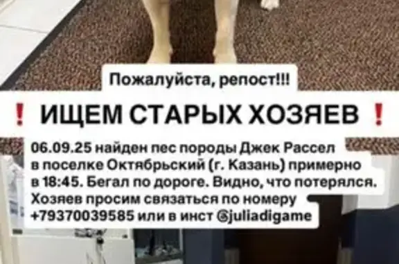 Найдена собака, , фото: Собака найдена в Осиново, Татарстан