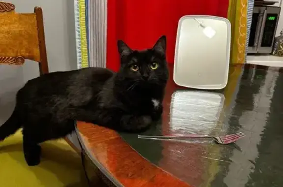 Кошки потеряшки, Можайск, фото: Потеряшка кошка в МО, ищем миниатюрную.