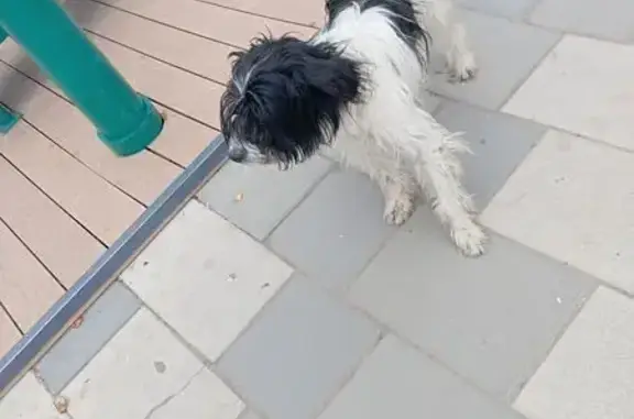 Найдена собака, Узловая, фото: Найдена собака, ул. Трегубова 43, Узловая