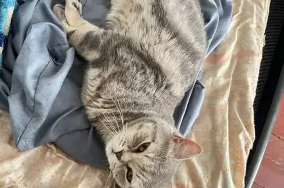 Кошки потеряшки, Новокузнецк, фото: Потеряшка кошка, Петракова 78, Новокузнецк