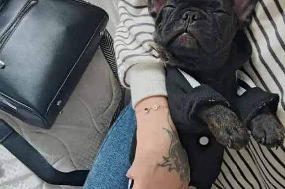 Собаки потеряшки, , фото: Потеряшка собака, Бирск, Башкортостан