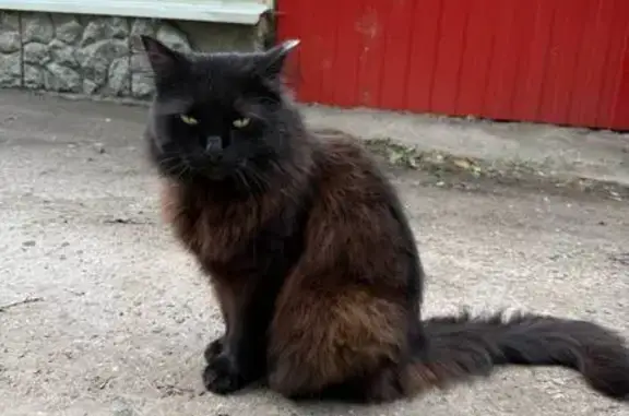 Найдена кошка, Ульяновск, фото: Найдена кошка на Карла Либкнехта, 3