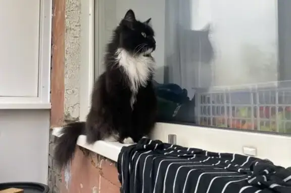 Пропала кошка, Тихий пер., 11, Красноярск