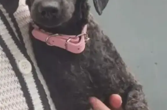 Собаки потеряшки, Томск, фото: Потеряшка собака на ул. Ивана Черных, Томск