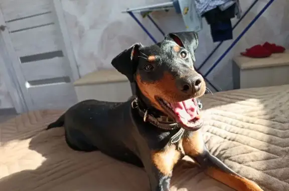 Собаки потеряшки, Ключевое, фото: Потеряшка собака, Советская ул. 27, Ключевое